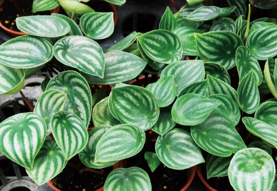 如何栽培西瓜皮椒草：喜高温、湿润、半阴及空气湿度较高的环境