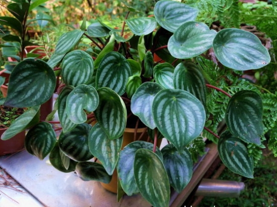 如何栽培西瓜皮椒草：喜高温、湿润、半阴及空气湿度较高的环境