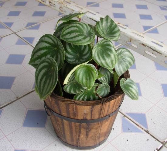 西瓜皮椒草叶片变小、泛黄退色、烂根落叶如何办