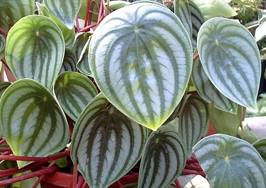 如何保持西瓜皮椒草美丽斑纹