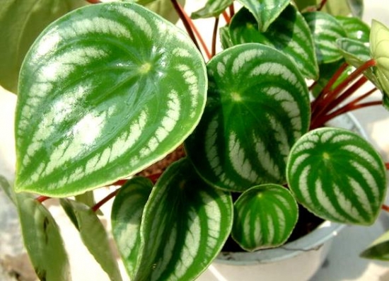 西瓜皮椒草栽培有哪些要点