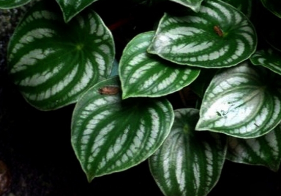 西瓜皮椒草 您见过西瓜皮椒草吗