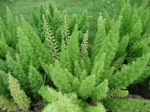 夏季悦景山草叶片枯黄如何办