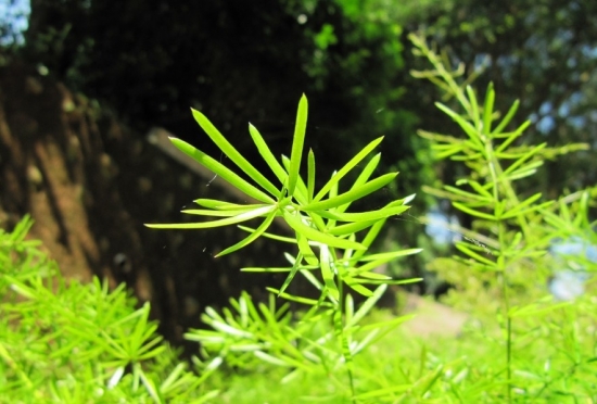 叶子发黄的悦景山草 悦景山草换盆后为何会叶黄脱落