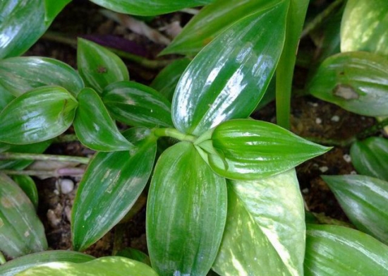 如何种植白花紫露草