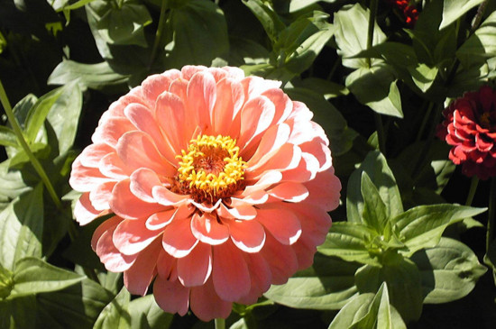 百日草冬季会死吗