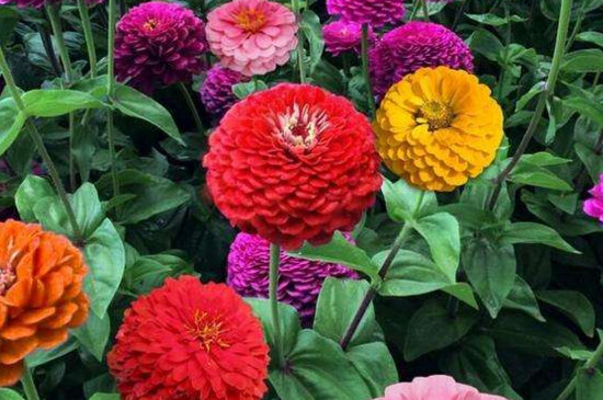 百日草冬季会死吗