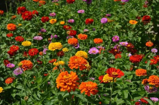 百日草一盆种几颗