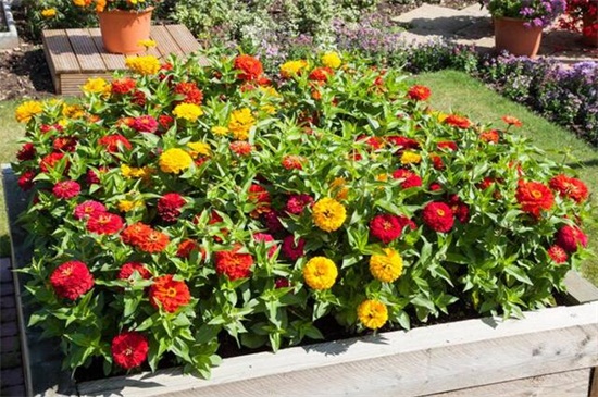 百日草四季如何养护，春季光照打顶修剪处理