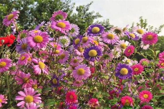 百日草四季如何养护，春季光照打顶修剪处理