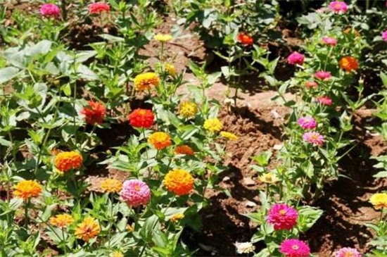 百日草四季如何养护，春季光照打顶修剪处理