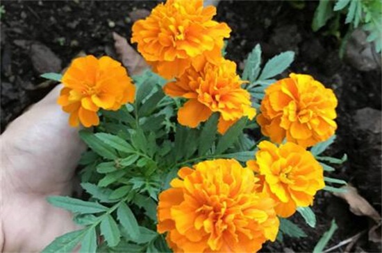 百日草四季如何养护，春季光照打顶修剪处理