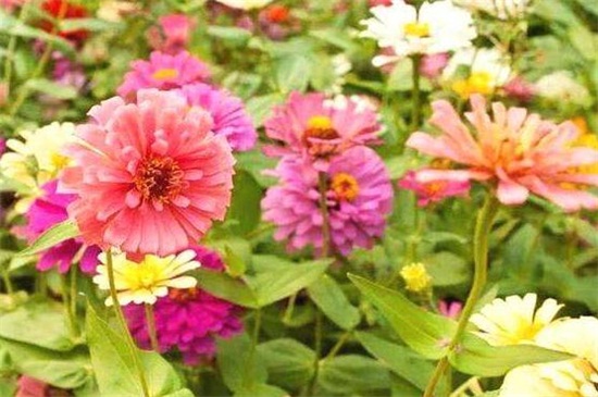 百日草的摘心办法，幼苗摘心修剪处理