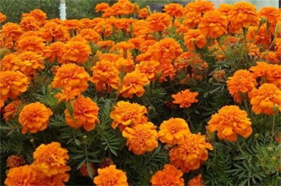 百日草的摘心办法，幼苗摘心修剪处理