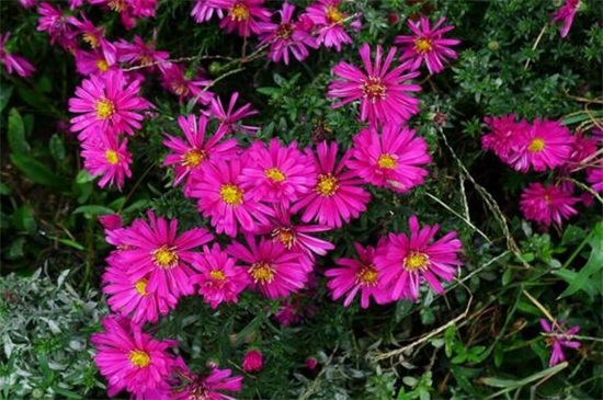 百日草的摘心办法，幼苗摘心修剪处理