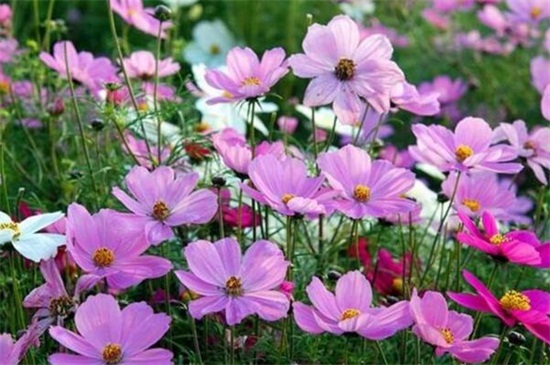 百日草的摘心办法，幼苗摘心修剪处理