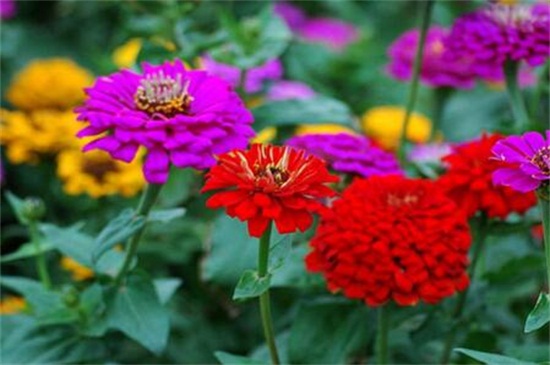 百日草如何浇水，四季不同浇水办法