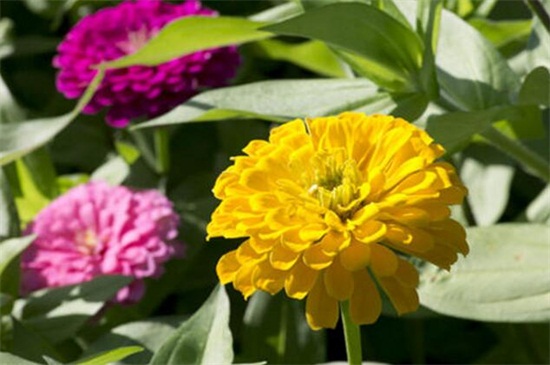 百日草如何浇水，四季不同浇水办法