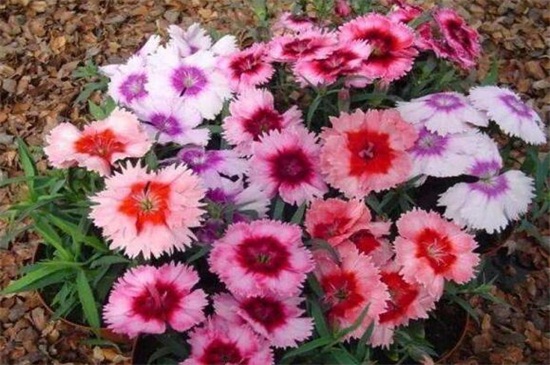 百日草如何浇水，四季不同浇水办法