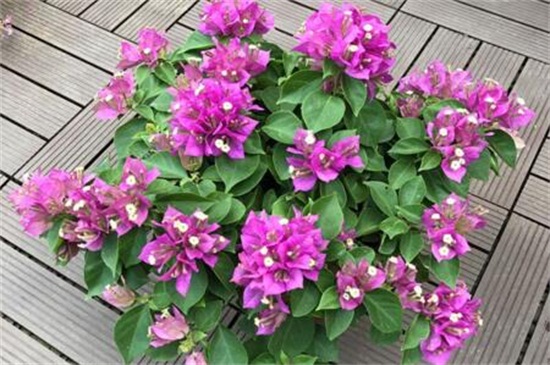 百日草如何浇水，四季不同浇水办法