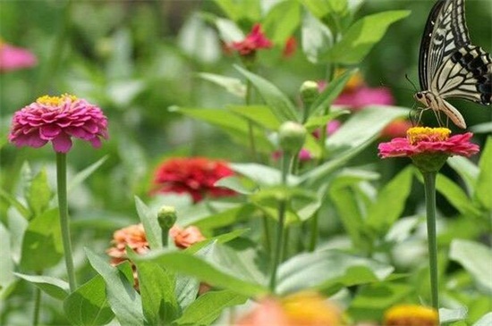 百日草的养殖留意事项，夏季防晒适当修剪