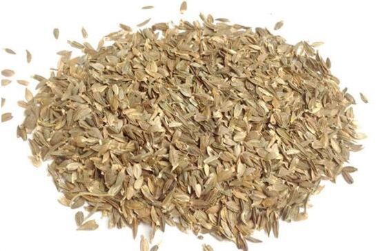 百日草种子如何种，4个步骤让百日草种子快速生根发芽