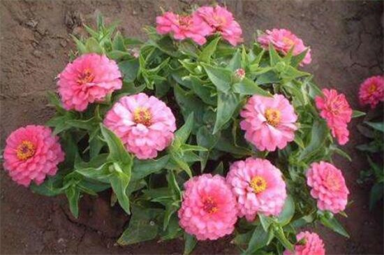 百日草种子如何种，4个步骤让百日草种子快速生根发芽