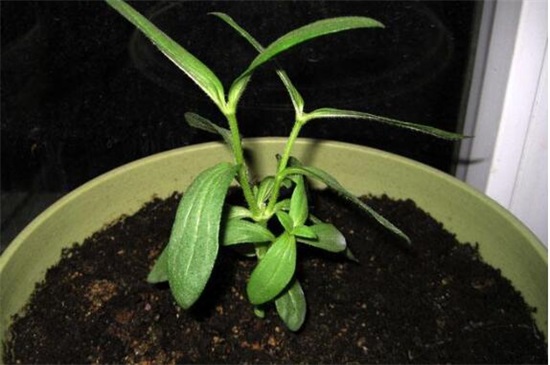 百日草种子如何种，4个步骤让百日草种子快速生根发芽