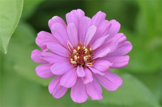 百日草种子如何种，4个步骤让百日草种子快速生根发芽