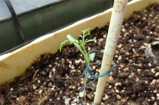 百日草种子如何种，4个步骤让百日草种子快速生根发芽