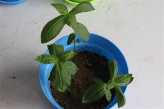 百日草种子如何种，4个步骤让百日草种子快速生根发芽