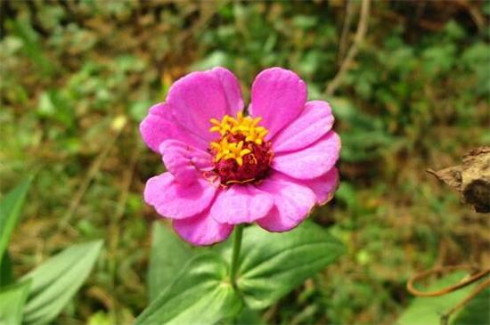 百日草种子如何种，4个步骤让百日草种子快速生根发芽