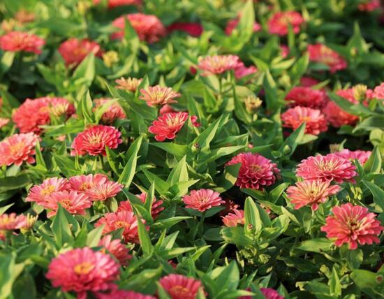 百日草生长期养护要点，百日草一年四季的养护办法