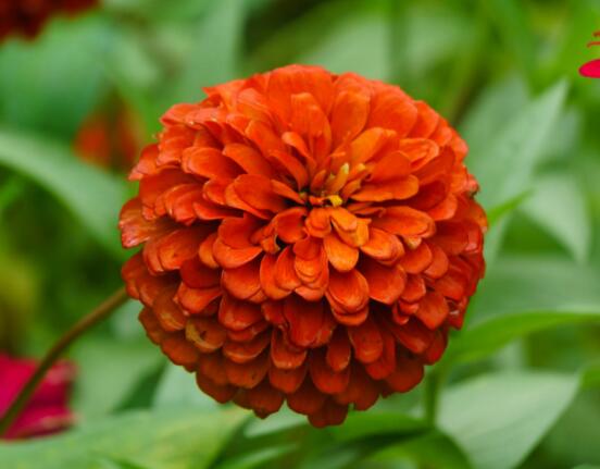 百日草生长期养护要点，百日草一年四季的养护办法