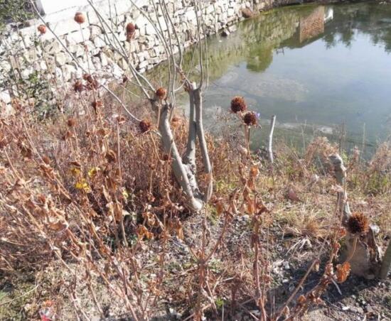 百日草生长期养护要点，百日草一年四季的养护办法