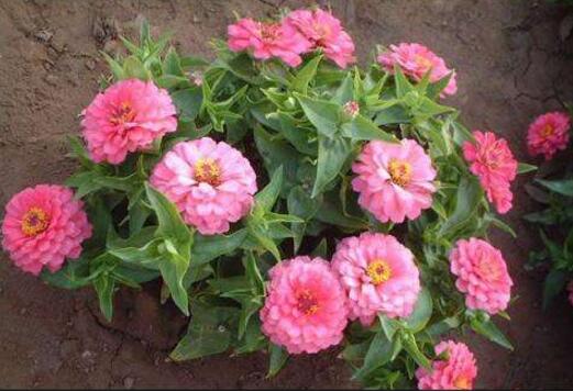 百日草徒长了如何办，4种办法教你使百日草不再徒长