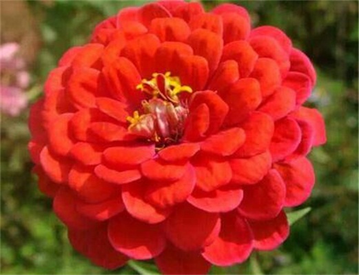 百日草徒长了如何办，4种办法教你使百日草不再徒长