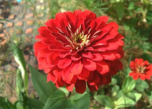 百日草徒长了如何办，4种办法教你使百日草不再徒长