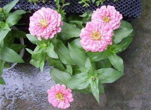 百日草徒长了如何办，4种办法教你使百日草不再徒长