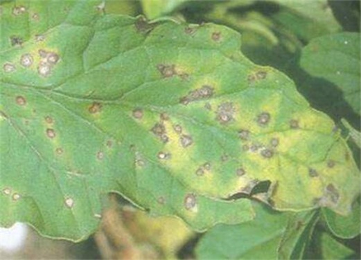 百日草徒长了如何办，4种办法教你使百日草不再徒长