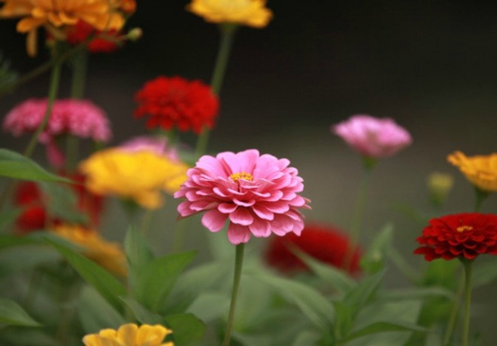 百日草的养殖办法：生长和开花均要求阳光充足