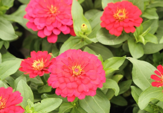 百日草的养殖办法：生长和开花均要求阳光充足