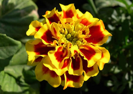 百日草的养殖办法：生长和开花均要求阳光充足