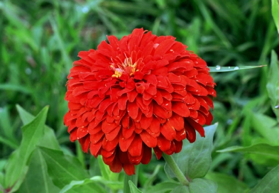 百日草的养殖办法：生长和开花均要求阳光充足