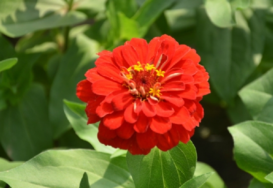 百日草的养殖办法：生长和开花均要求阳光充足