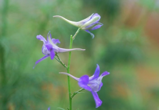 飞燕草栽种需留意些什么