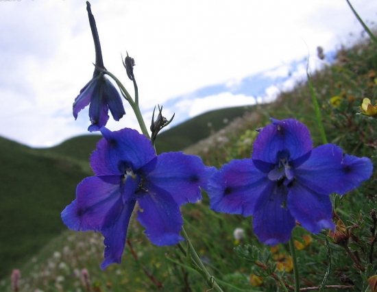 如何科学养护飞燕草