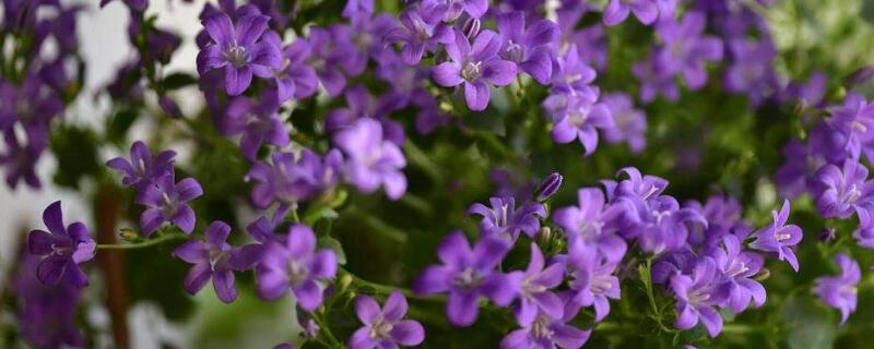 丹麦风铃如何留种