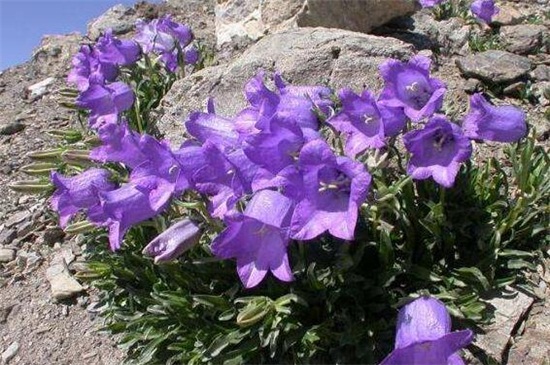 丹麦风铃如何留种