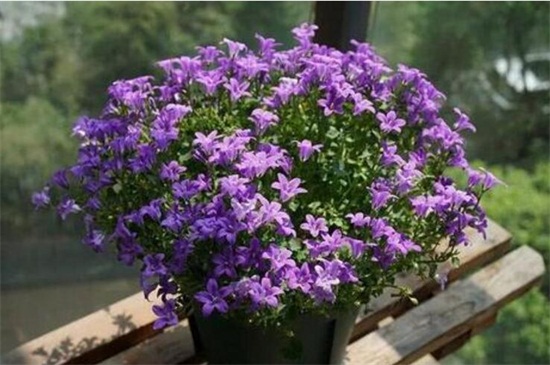 丹麦风铃如何留种